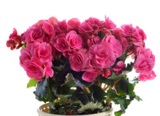 Begonia 799 0 101 Begonia